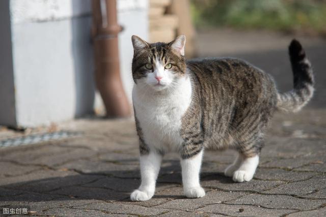 猫会自己排出死胎吗(猫流产会自己排出死胎)