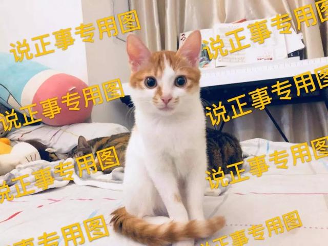 猫为什么会得猫传腹(什么情况猫会得猫传腹)