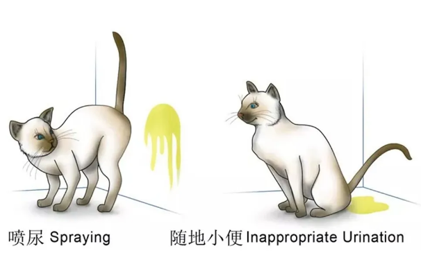 猫在床上尿的原因(猫为什么在床上尿)