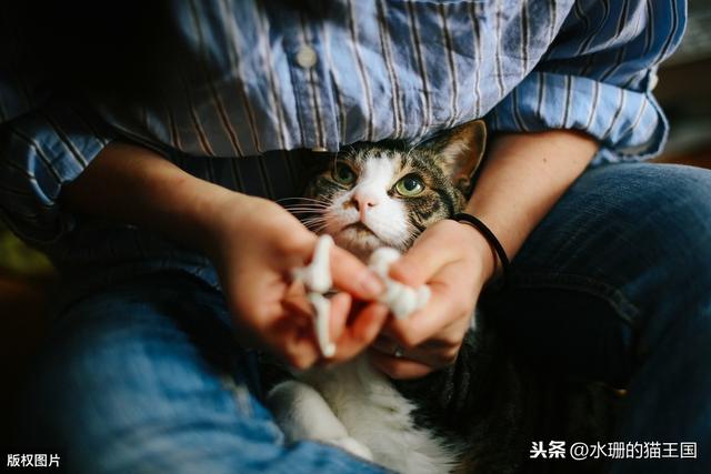 给猫剪指甲的技巧图解(给猫剪指甲的技巧图解教程)