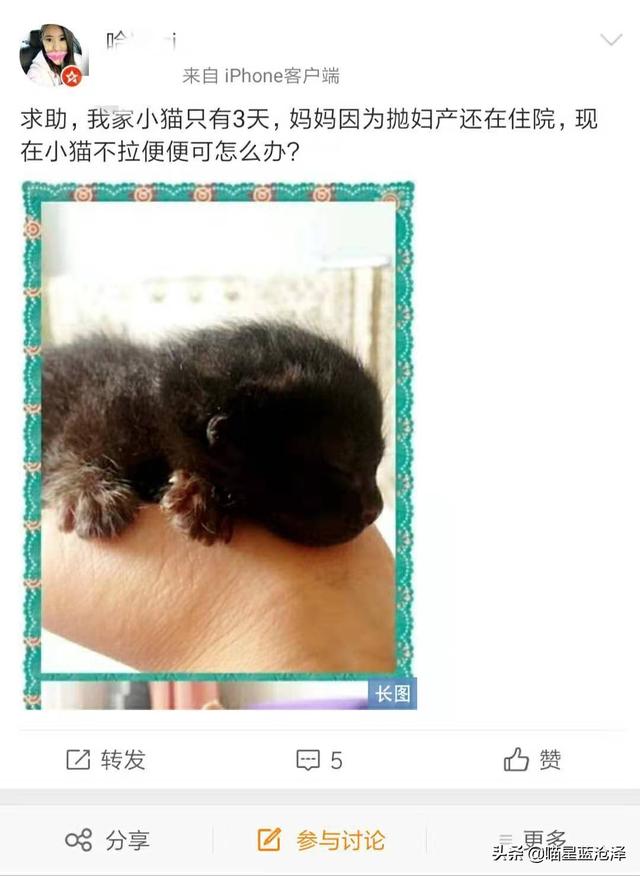 猫咪不拉屎怎么办(猫咪不拉屎怎么办但精神很好)