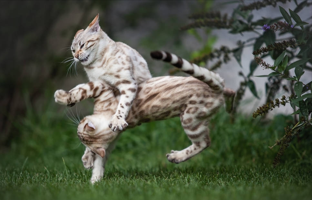 孟加拉豹猫如何分品相(孟加拉豹猫怎么看品相)