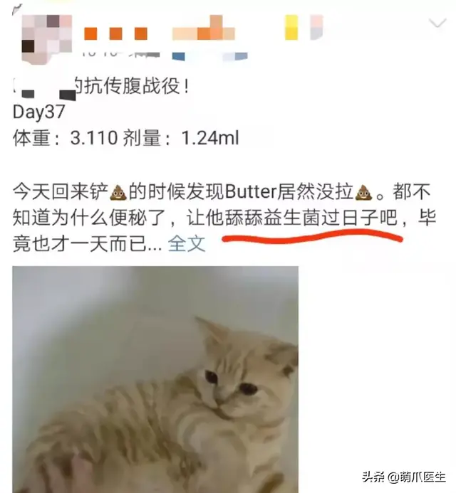 猫几天不拉屎会死吗(宠物猫几天不拉屎)