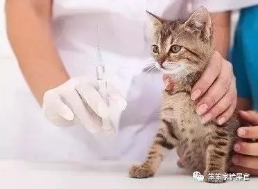 猫得了狂犬病能活多久(如果猫得了狂犬病能活多久)