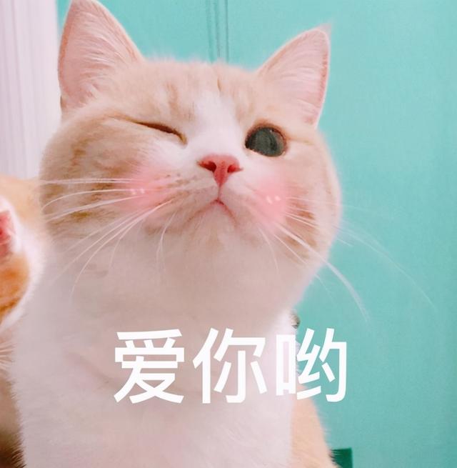 猫舔爪子不会吃细菌么(猫舔爪子会不会有细菌)