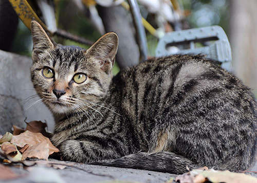 猫咪价格行情怎么样？美国短毛猫价格公布啦！