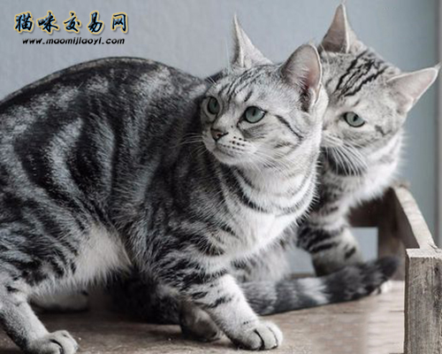 曼基康矮脚猫怎么养？