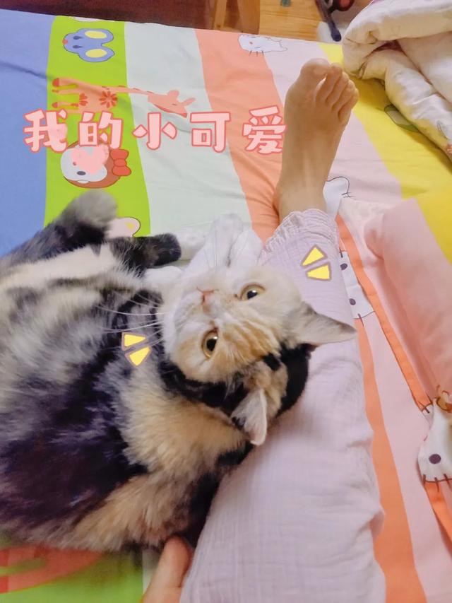 三花公猫多少钱一只(三花公猫值钱吗)