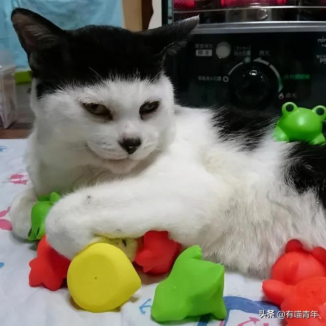 世界上最丑的猫长什么样(世界上最丑的猫图片)