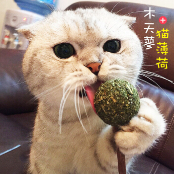 猫咪吃西瓜 猫咪吃西瓜有什么坏处吗