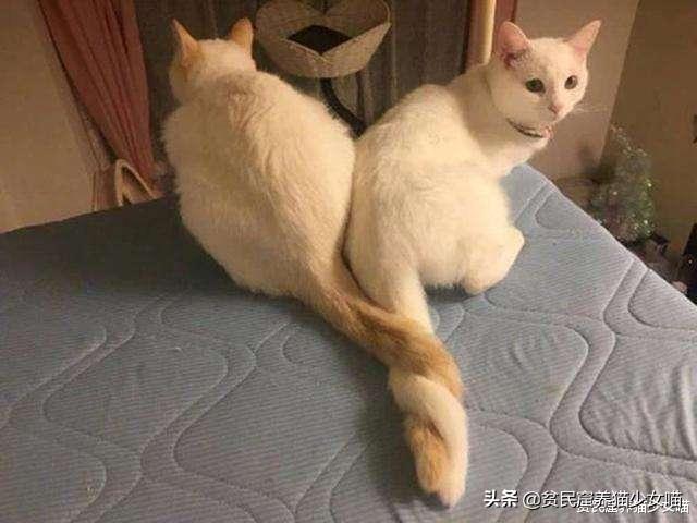 猫的尾巴受大脑控制吗(猫尾巴是自己控制的吗)