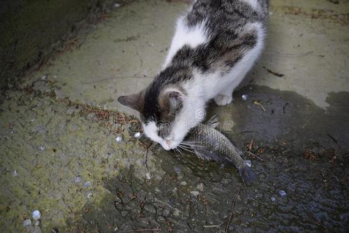 猫能吃鲫鱼吗 猫最爱吃的10种食物