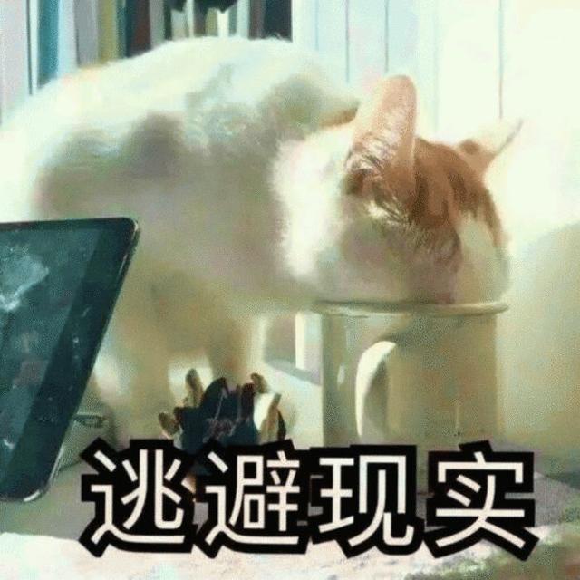 猫瘟是怎么引起的(猫瘟怎么得的)