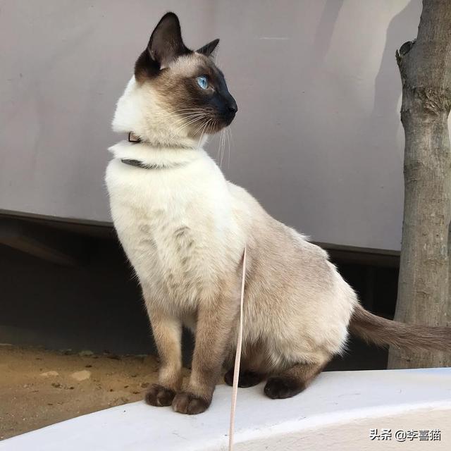 巴厘猫的优点和缺点(巴厘猫是什么猫)