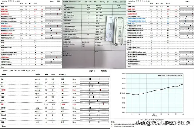 猫冠状病毒症状(猫冠状病毒症状早期表现)