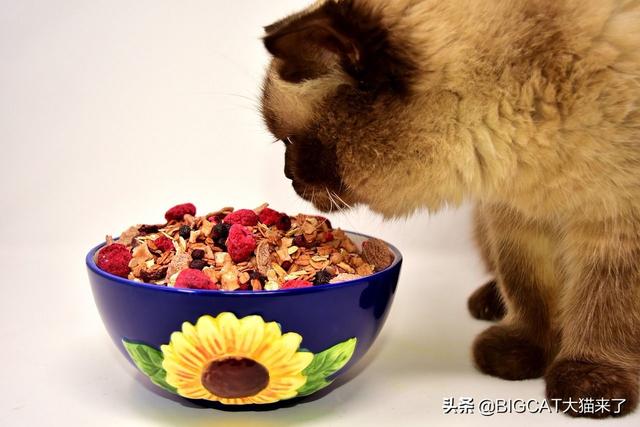 猫是肉食动物还是杂食动物(猫是肉食动物还是杂食性动物)