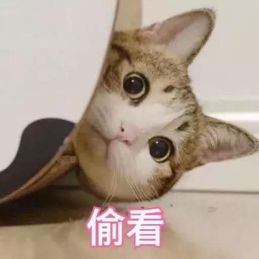 猫砂是什么垃圾(猫砂是什么垃圾分类)