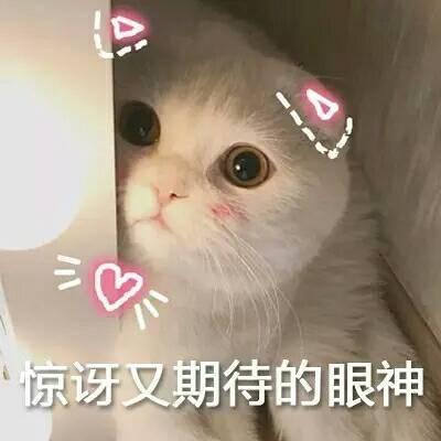 宠物猫排行榜(宠物猫排行榜前十名)