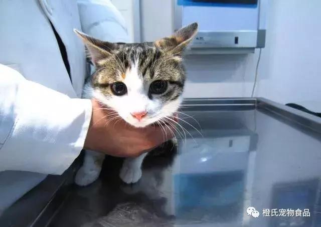 猫咪绝育后多久可以摘伊丽莎白圈(猫绝育后几天可以摘伊丽莎白圈)