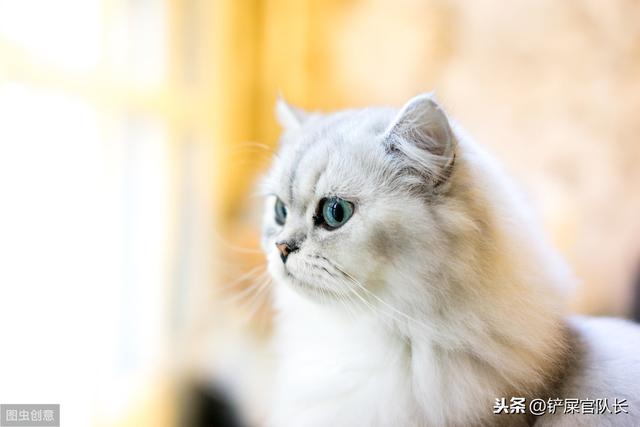 卡特尔猫是英短蓝猫吗(卡特尔蓝猫跟英短蓝猫区别)