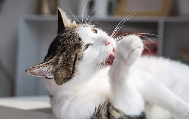 猫食欲不振的原因(猫食欲不振精神萎靡的原因)