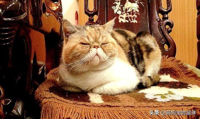 加菲猫吃什么牌子猫粮好(加菲猫吃什么牌子猫粮好一些)