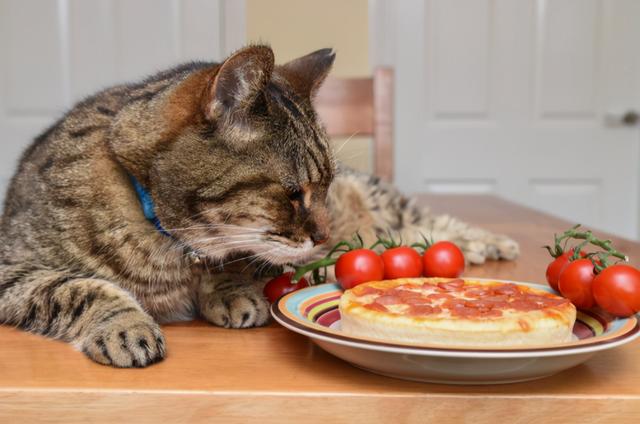 猫咪不吃猫粮(猫咪不吃猫粮怎么办)