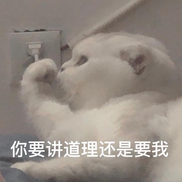 小猫表情包(小猫表情包沙雕)