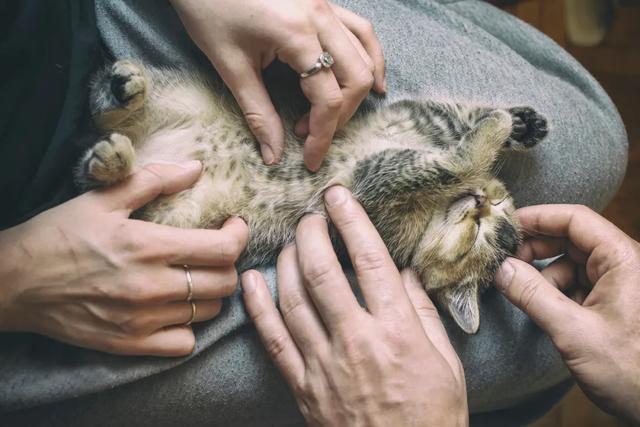 猫咪应激反应症状(猫咪应激反应症状怎么缓解)