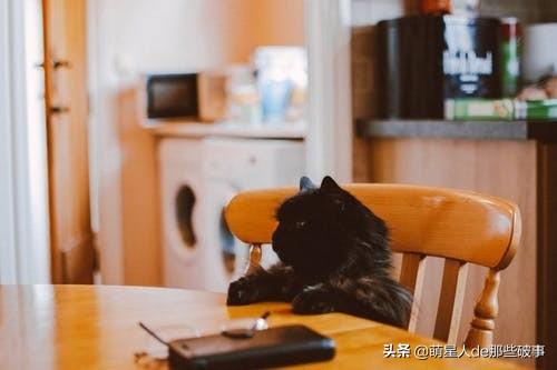 猫毛打结成块怎么处理(猫毛打结成块怎么回事)