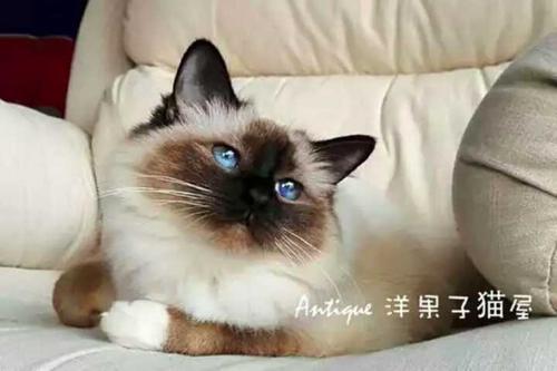 上海伯曼猫 伯曼猫和布偶猫哪个好