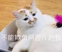 猫掉毛是什么原因(宠物猫掉毛是什么原因)