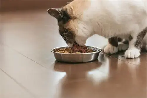 猫咪可以吃火腿肠吗(猫咪不能吃火腿肠)