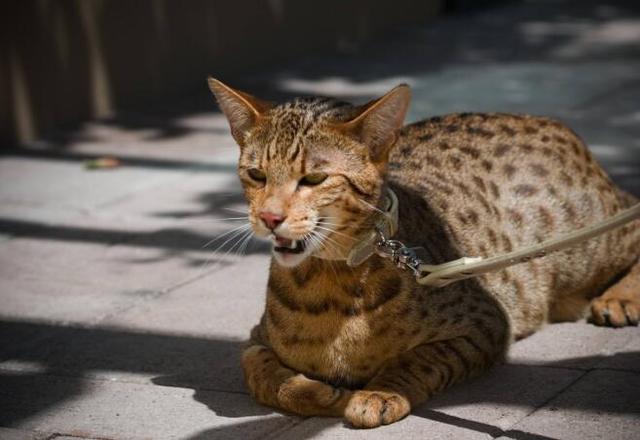 阿瑟拉猫中国可以养吗(中国让养阿什拉猫吗)