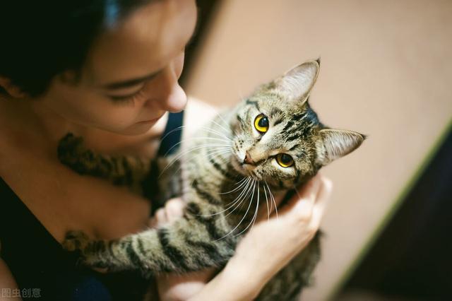 猫咪不让抱怎么办(家里猫咪不让抱怎么办)