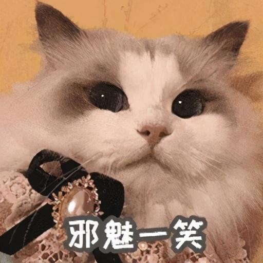 海豹双色布偶猫(海豹双色布偶猫小时候和长大后)