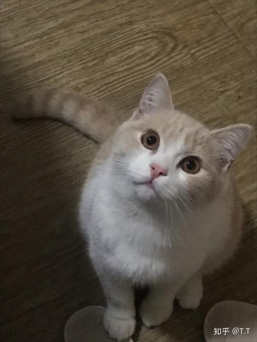 小奶猫长牙齿了可以喂猫粮吗 养一两天的小奶猫