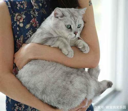 猫咪什么姿势表示不舒服 猫咪姿势解读