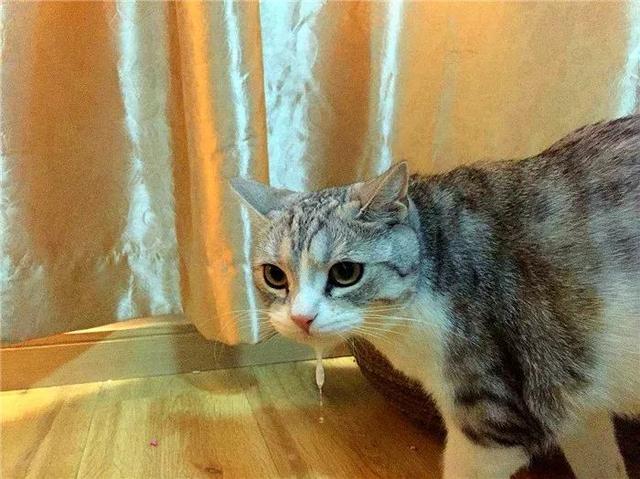 猫咪吐了是什么原因造成的(猫咪吐了怎么办)