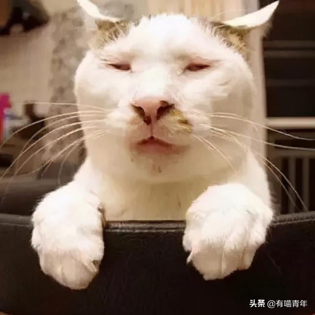 世界上最丑的猫长什么样(世界上最丑的猫图片)