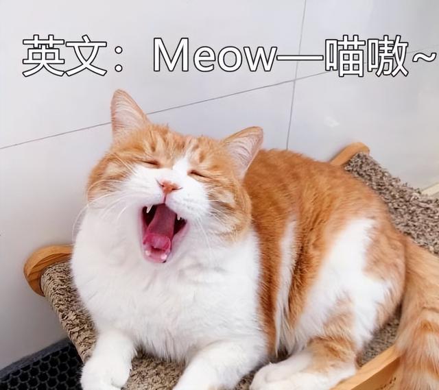 小猫的声音(小猫的叫声有什么含义)