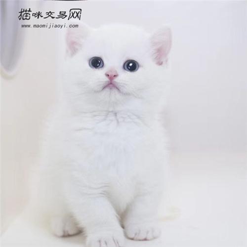 乳白曼基康猫怎么看品相(乳白曼基康猫多少钱一只)