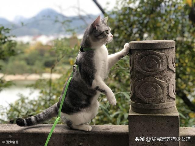 溜猫对猫好吗(溜猫有必要吗)