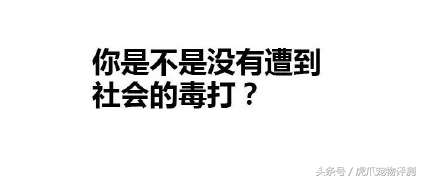 皇家猫粮属于什么档次(皇家猫粮怎么样)