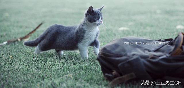 怀孕能养猫吗(刚刚怀孕能养猫吗)