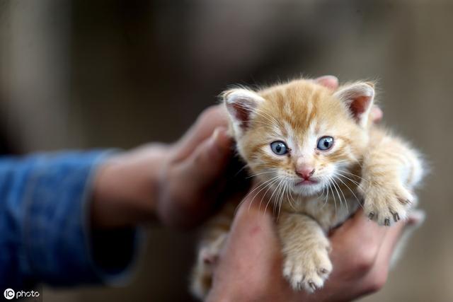 猫咪难产症状(猫咪难产症状怎么办)