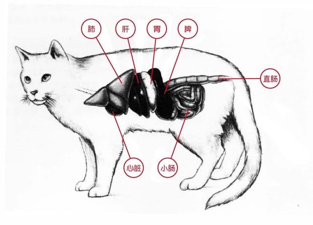 猫胰腺炎症状怎么治疗(猫胰腺炎可以治愈吗)