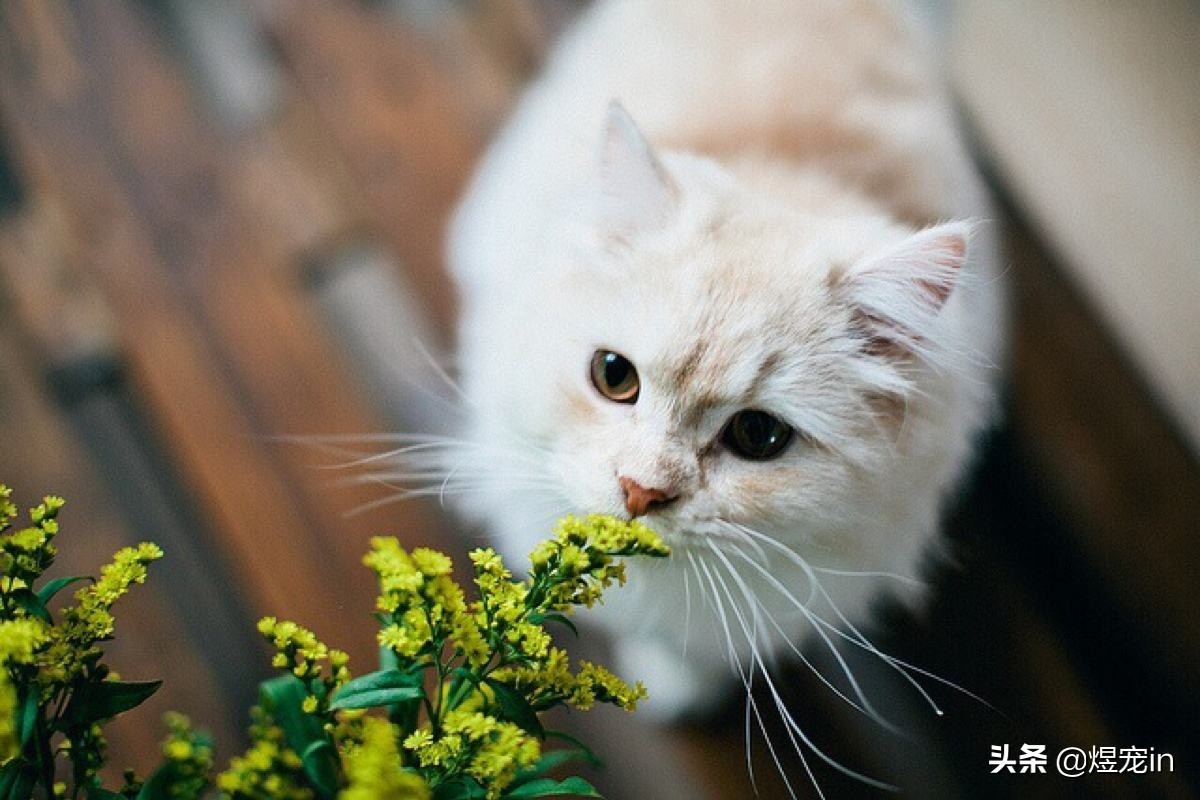 猫狂犬病潜伏期多久(宠物猫狂犬病潜伏期多久)