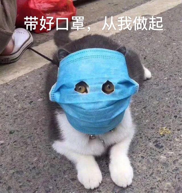 哪些东西会让猫咪感觉害怕？