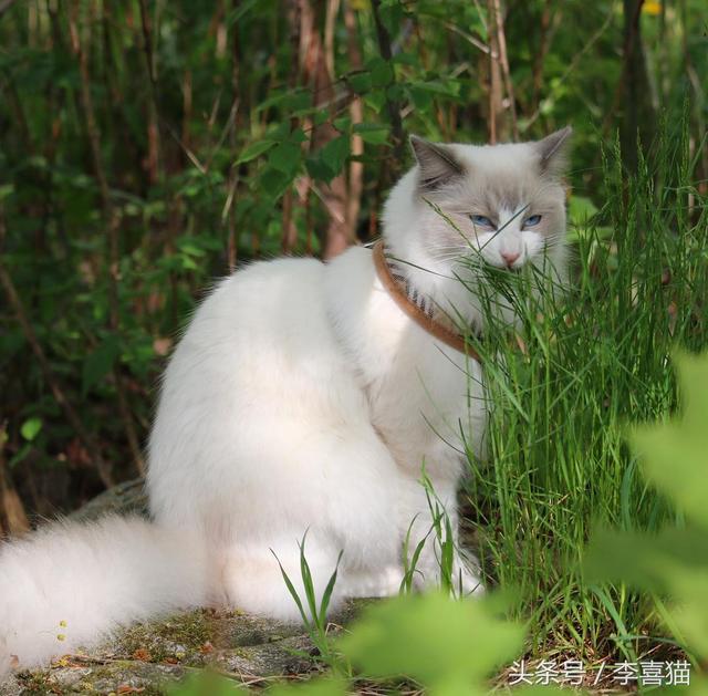 猫吃草是什么征兆(猫吃草是为什么)